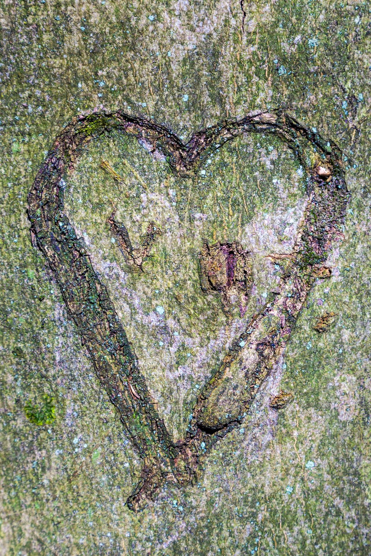 heart 5