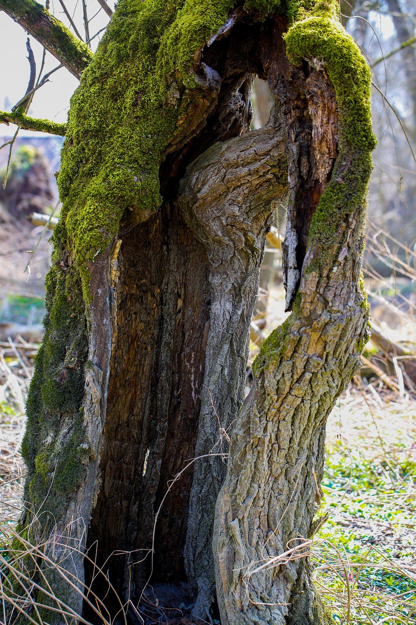 schauhi-tree-7080707_1280